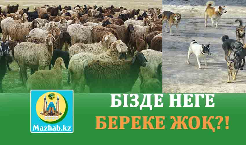 БІЗДЕ НЕГЕ БЕРЕКЕ ЖОҚ?!