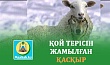 ҚОЙ ТЕРІСІН ЖАМЫЛҒАН ҚАСҚЫР