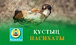 ҚҰСТЫҢ НАСИХАТЫ